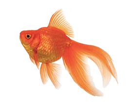 金魚
