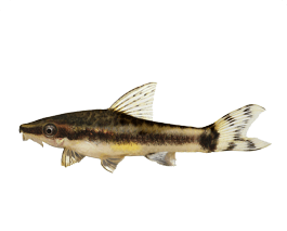 オトシンクルス