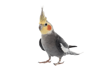インコ