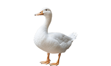 アヒル