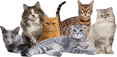猫種一覧