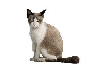 混血猫