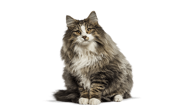 ノルウェージャンフォレストキャット
