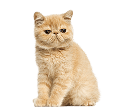 エキゾチック
