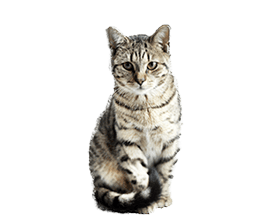 日本猫