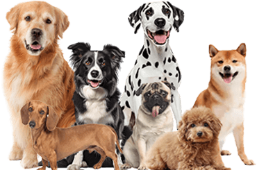 犬種一覧