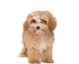 MIX犬