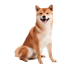 チワワ
