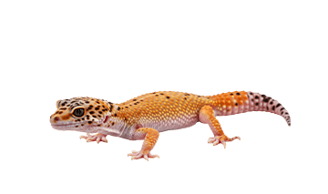 ヤモリ