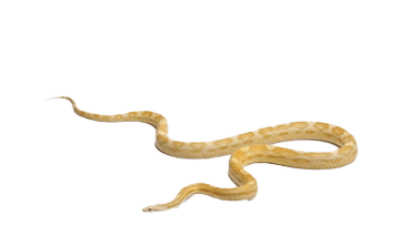 ヘビ