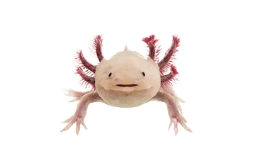 ウーパールーパー