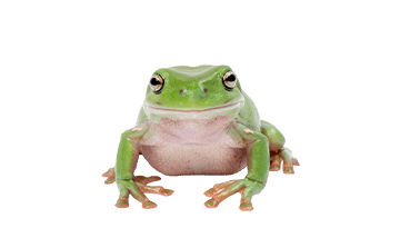 カエル