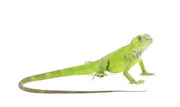 イグアナ