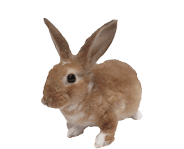 ウサギ