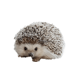 ハリネズミ