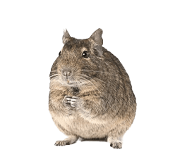 デグー