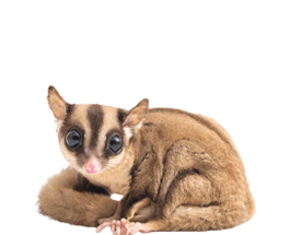 モモンガ