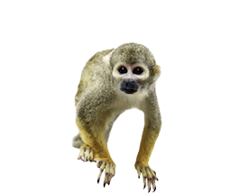サル