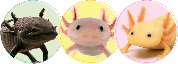 ウーパールーパーちゃんの火葬・葬儀後までサポートします