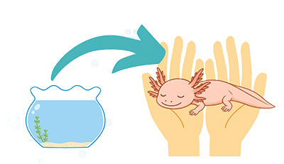 ウーパールーパーちゃんのエンゼルケア