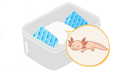 ウーパールーパーちゃんのエンゼルケア