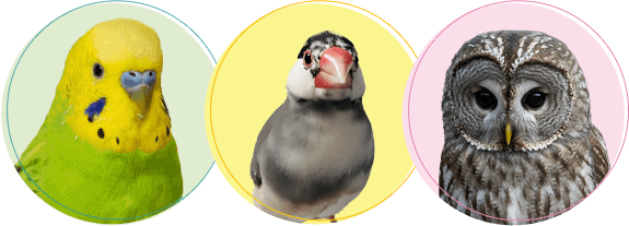 鳥・小鳥の火葬・葬儀後までサポートします