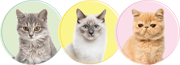 愛猫の火葬・葬儀後までサポートします