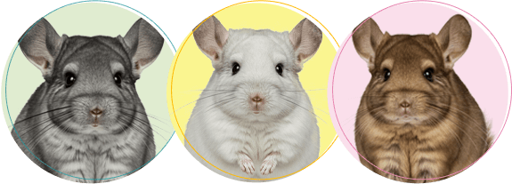 チンチラちゃんの火葬・葬儀後までサポートします