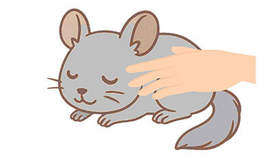 チンチラちゃんのエンゼルケア