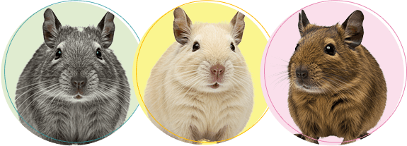 デグーちゃんの火葬・葬儀後までサポートします