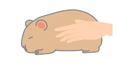 デグーちゃんのエンゼルケア