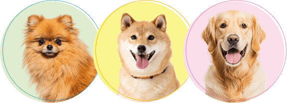 愛犬の火葬・葬儀後までサポートします