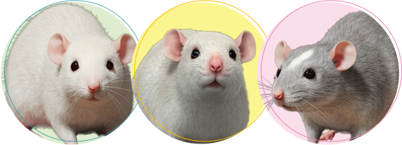 ファンシーラットちゃんの火葬・葬儀後までサポートします