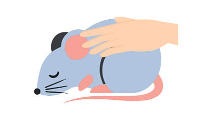 ファンシーラットちゃんのエンゼルケア