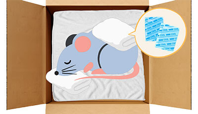 ファンシーラットちゃんのエンゼルケア