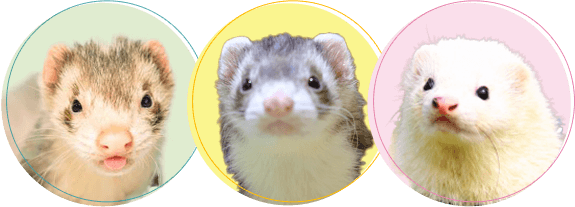 フェレットちゃんの火葬・葬儀後までサポートします