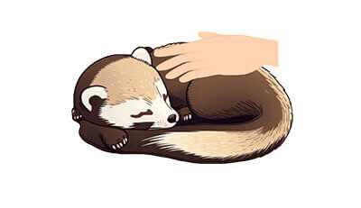 フェレットちゃんのエンゼルケア