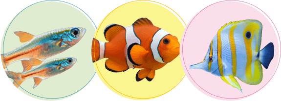 熱帯魚の火葬・葬儀後までサポートします