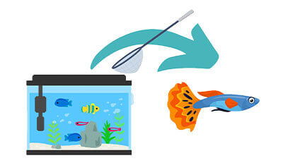 熱帯魚のエンゼルケア