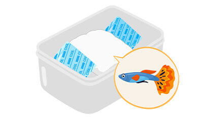 熱帯魚のエンゼルケア