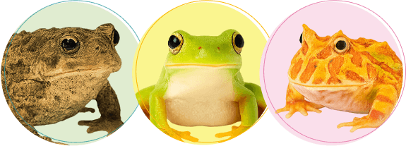 カエルちゃんの火葬・葬儀後までサポートします