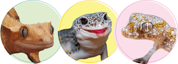 ヤモリちゃんの火葬・葬儀後までサポートします