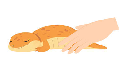 ヤモリちゃんのエンゼルケア