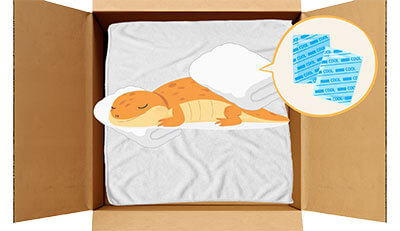 ヤモリちゃんのエンゼルケア