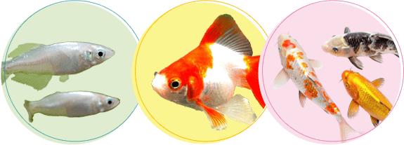 淡水魚(金魚など)の火葬・葬儀後までサポートします