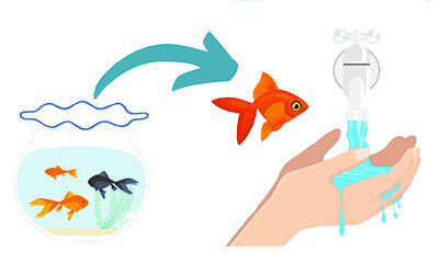 淡水魚(金魚など)のエンゼルケア