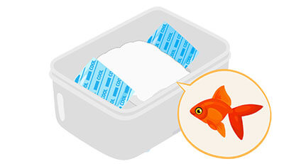 淡水魚(金魚など)のエンゼルケア