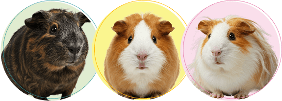 モルモットちゃんの火葬・葬儀後までサポートします