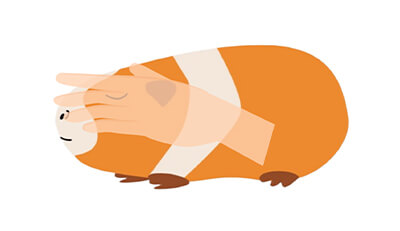 モルモットちゃんのエンゼルケア