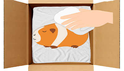 モルモットちゃんのエンゼルケア